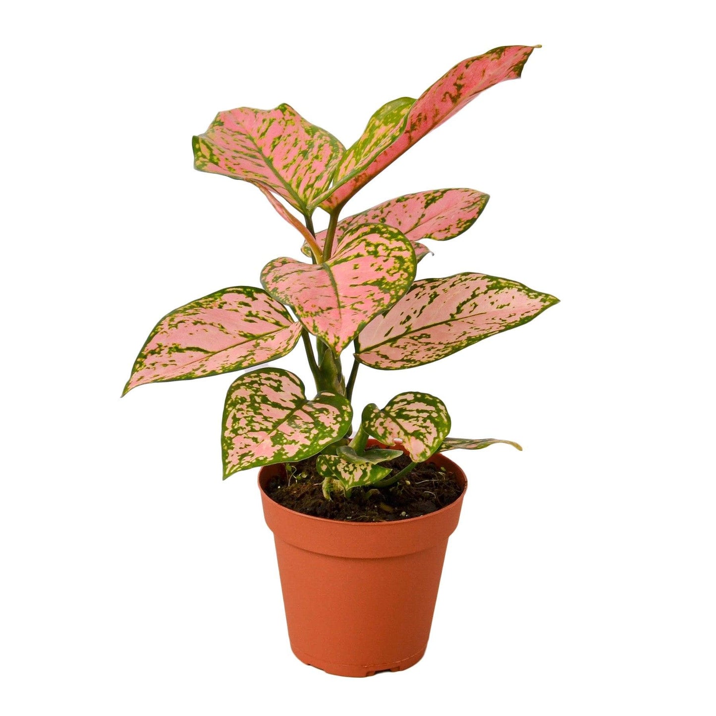 Chinese Evergreen 'Lady Valentine' - The Higher Flower