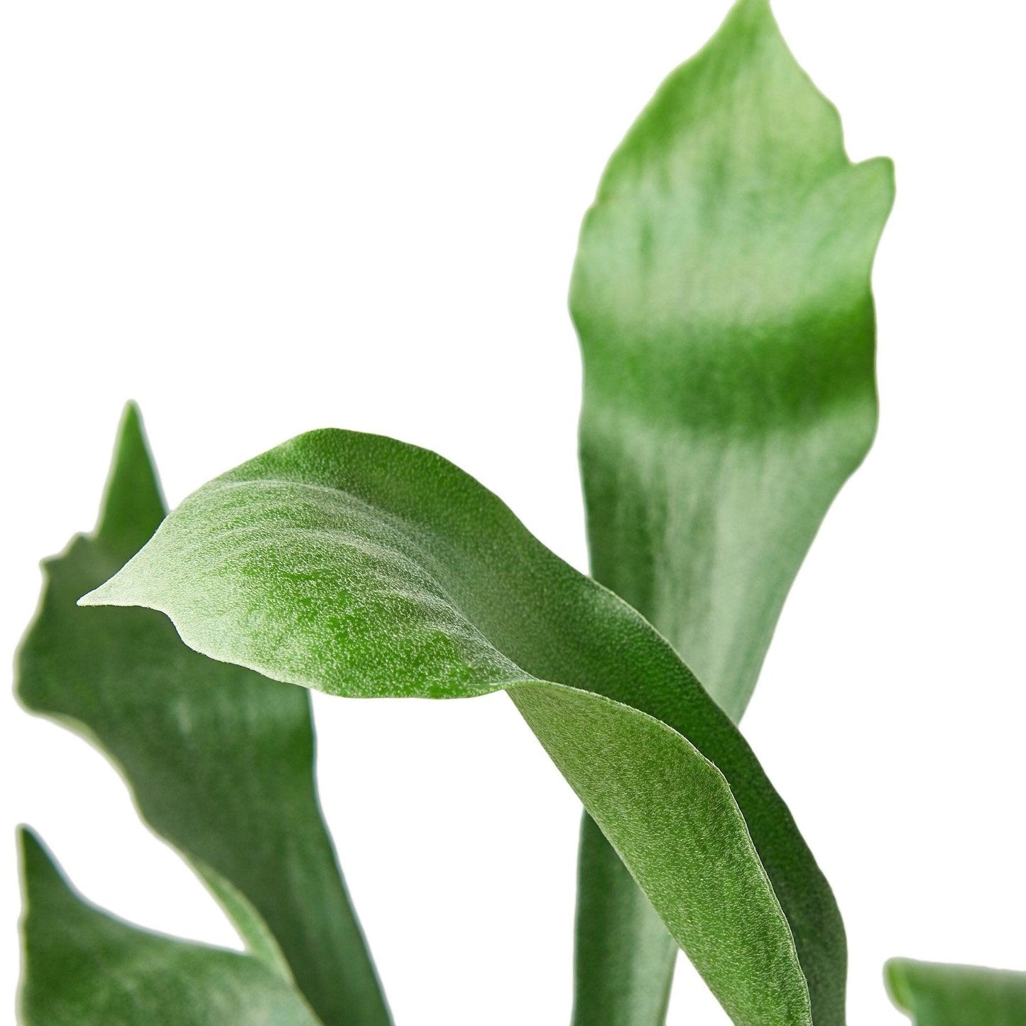 Staghorn Fern - The Higher Flower