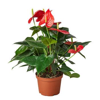 Anthurium 'Red' - The Higher Flower