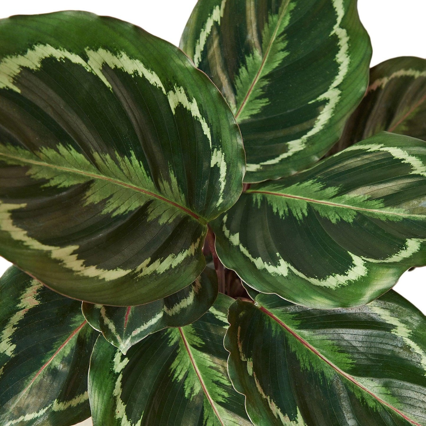 Calathea Roseopicta 'Medallion' - The Higher Flower