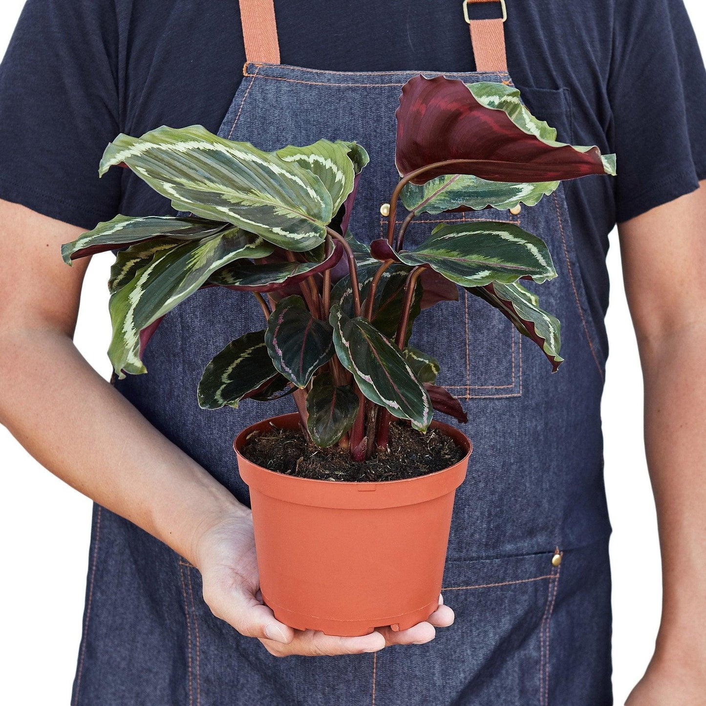 Calathea Roseopicta 'Medallion' - The Higher Flower