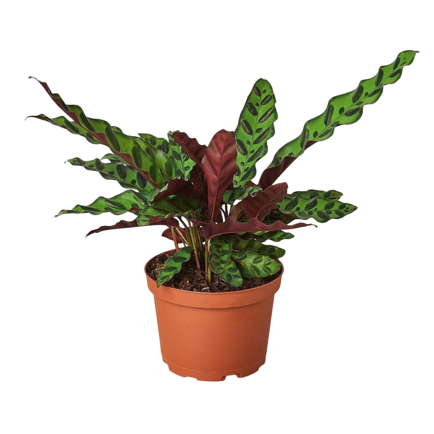 Calathea Lancifolia 'Rattlesnake' - The Higher Flower