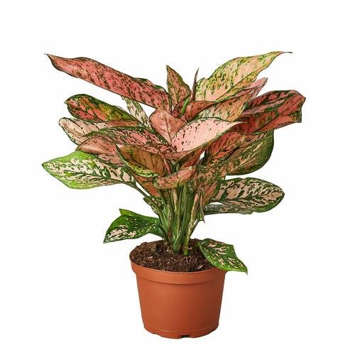 Chinese Evergreen 'Lady Valentine' - The Higher Flower