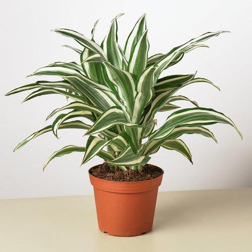 Dracaena 'Warneckii White Jewel' - The Higher Flower