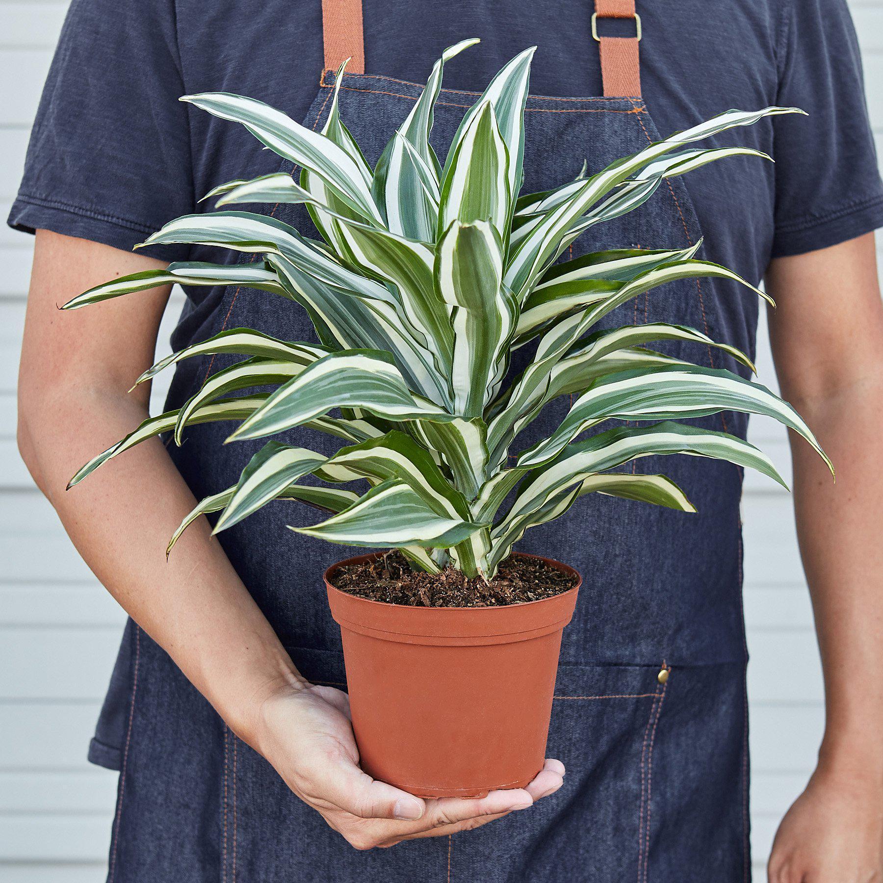 Dracaena 'Warneckii White Jewel' - The Higher Flower