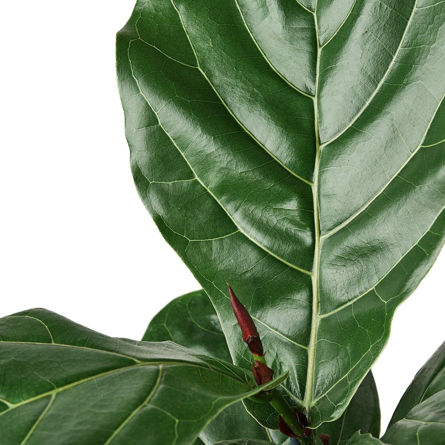 Ficus Lyrata 'Fiddle Leaf Fig' - The Higher Flower