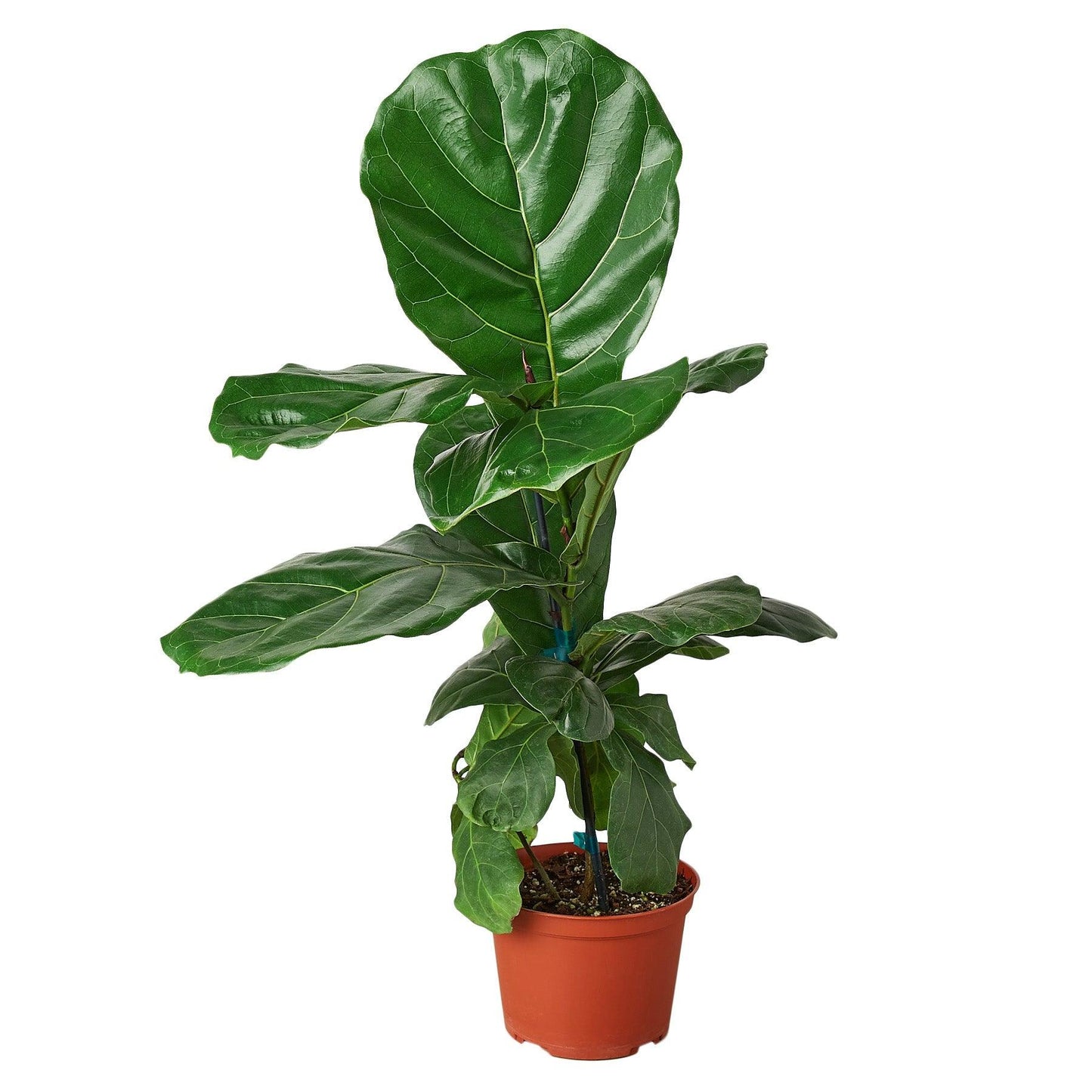 Ficus Lyrata 'Fiddle Leaf Fig' - The Higher Flower