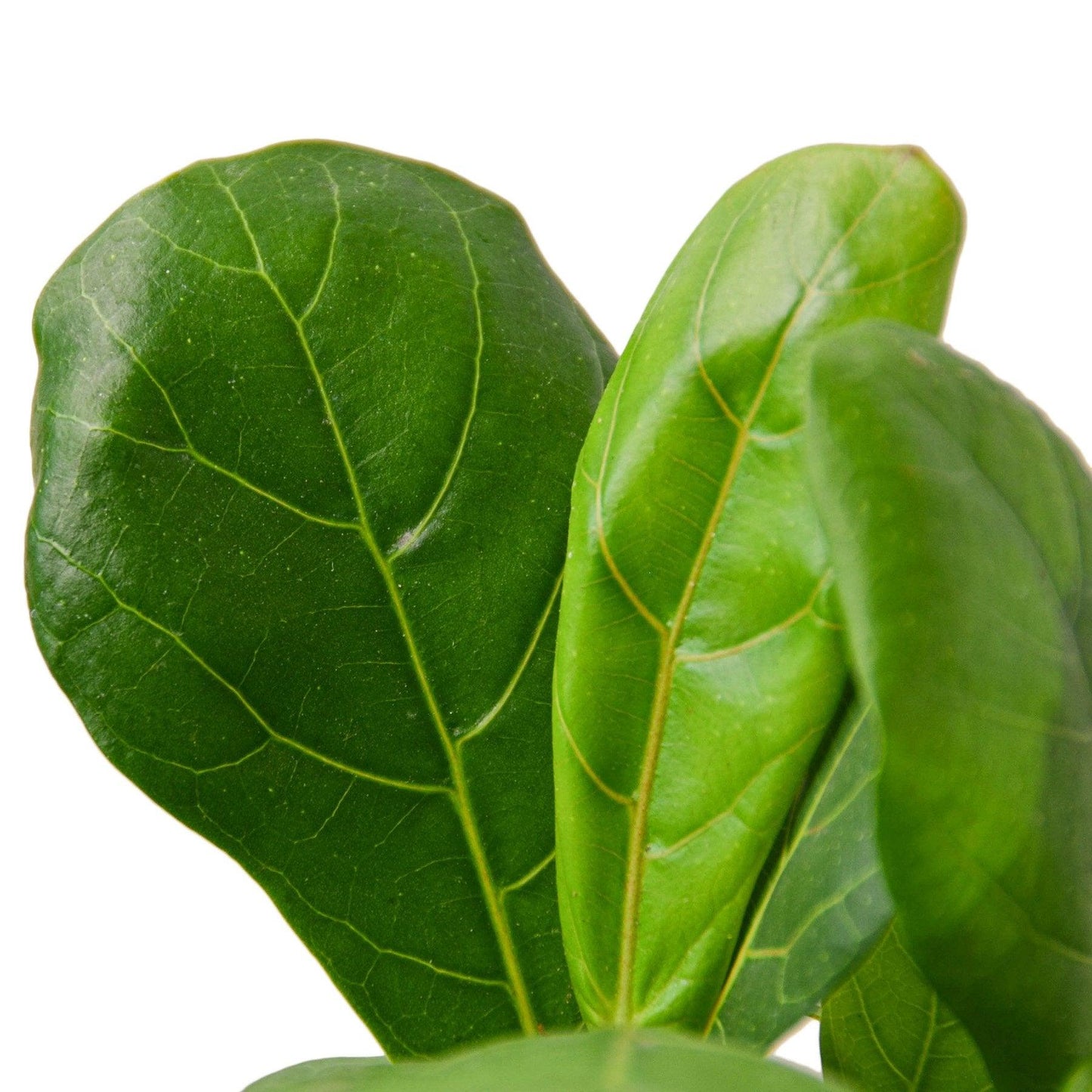 Ficus Lyrata 'Fiddle Leaf Fig' - The Higher Flower