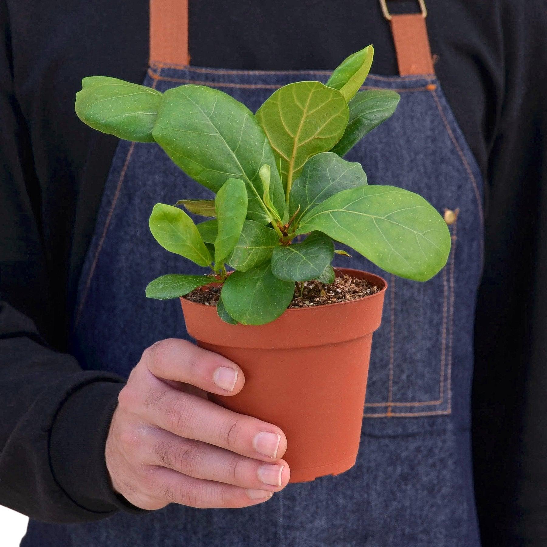 Ficus Lyrata 'Fiddle Leaf Fig' - The Higher Flower