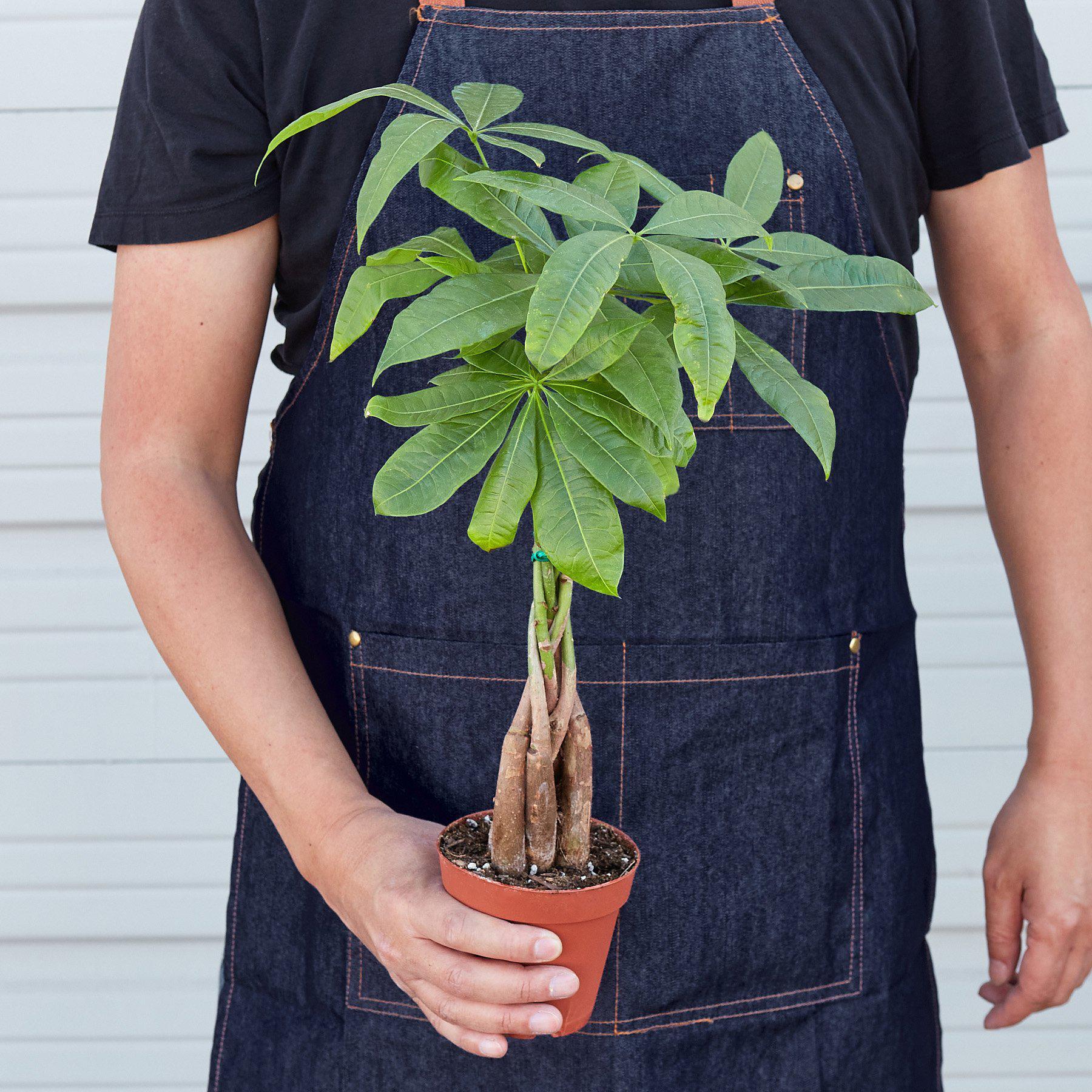 Money Tree 'Guiana Chestnut' Pachira Braid - The Higher Flower