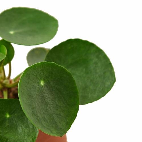 Pilea Peperomioides 'Chinese Money' - The Higher Flower