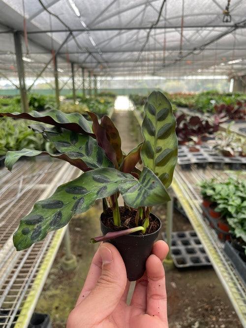 Calathea Lancifolia 'Rattlesnake' - The Higher Flower