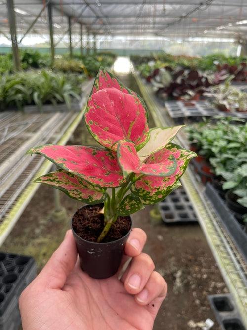 Chinese Evergreen 'Lady Valentine' - The Higher Flower