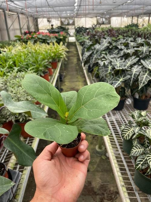 Ficus Lyrata 'Fiddle Leaf Fig' - The Higher Flower