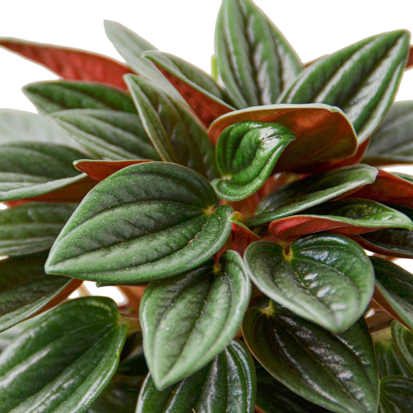 Peperomia Rosso - The Higher Flower