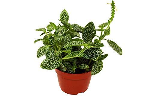 Fittonia 'White Nerve Plant' - The Higher Flower