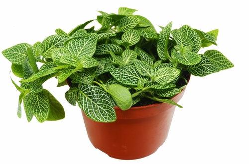 Fittonia 'White Nerve Plant' - The Higher Flower