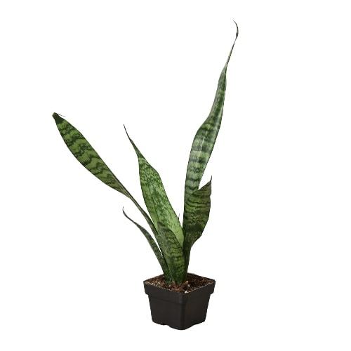 Snake Plant 'Zeylanica' - The Higher Flower