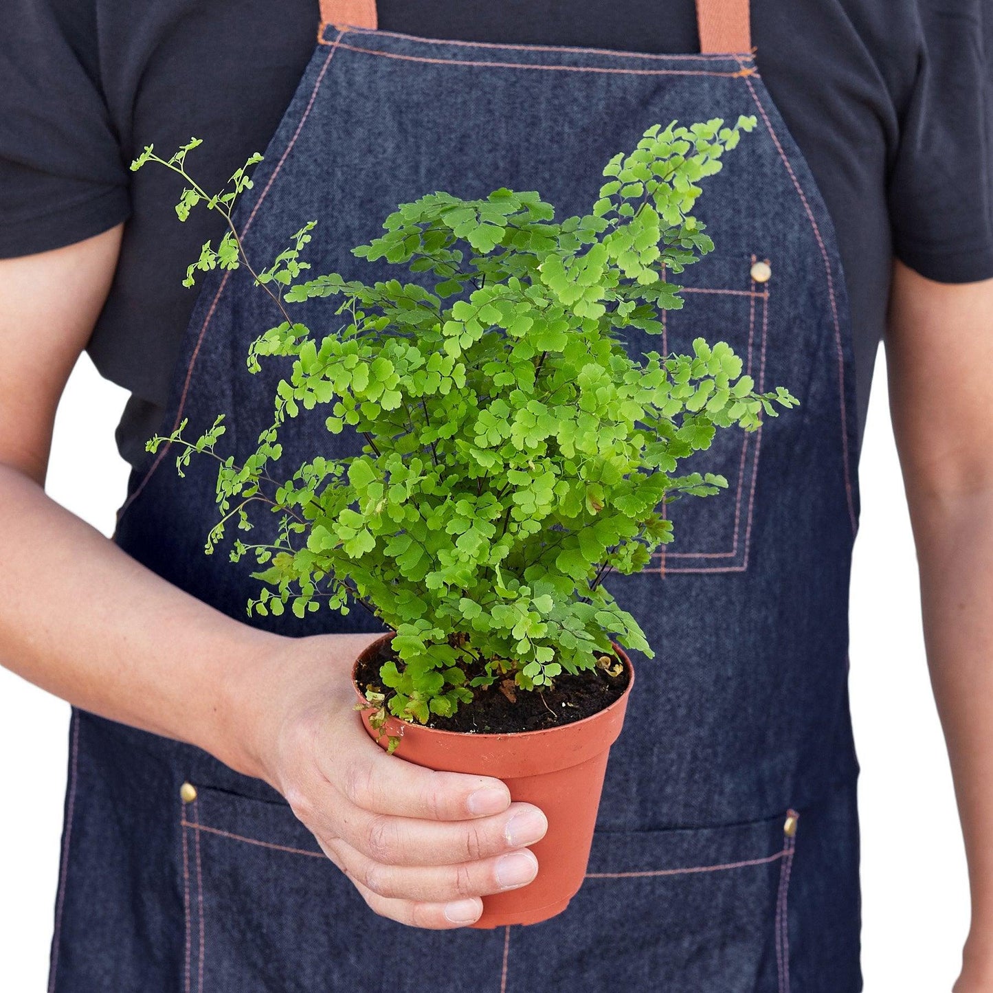 Maidenhair Fern - The Higher Flower