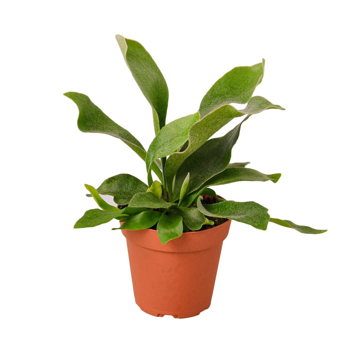 Staghorn Fern - The Higher Flower