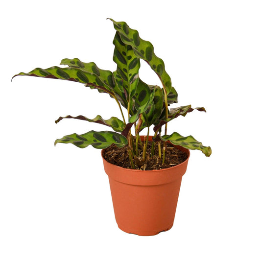 Calathea Lancifolia 'Rattlesnake' - The Higher Flower