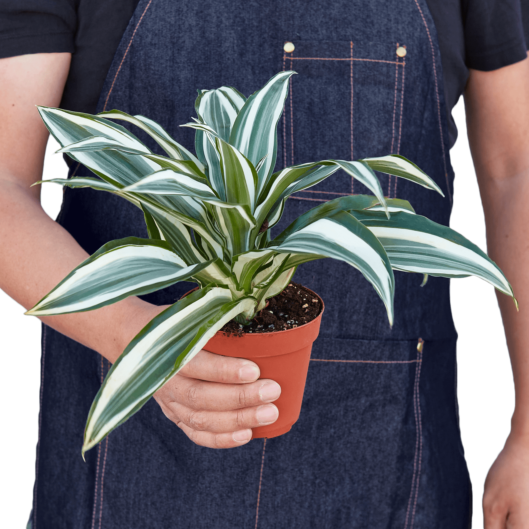 Dracaena 'Warneckii White Jewel' - The Higher Flower