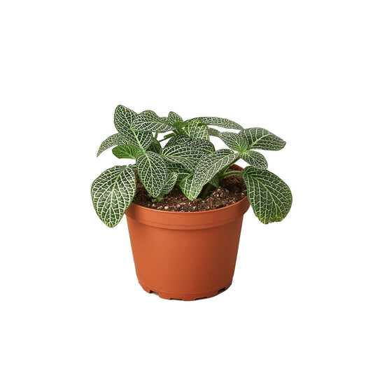 Fittonia 'White Nerve Plant' - The Higher Flower