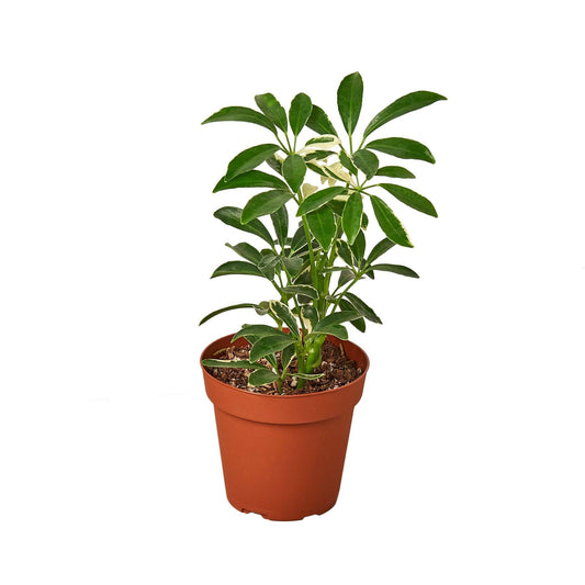 Schefflera Moonlight 'Umbrella Plant' - The Higher Flower