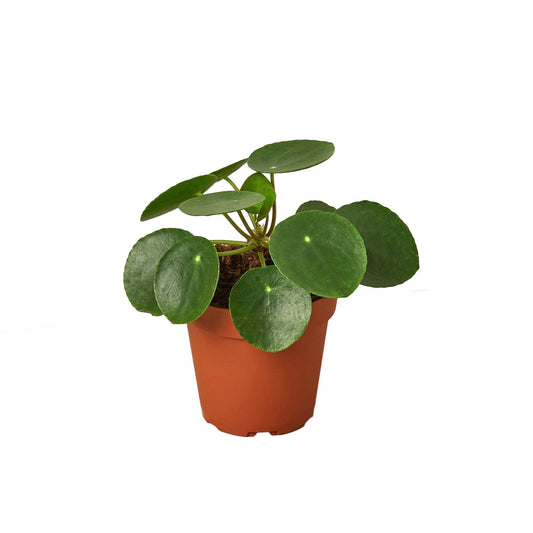 Pilea Peperomioides 'Chinese Money' - The Higher Flower