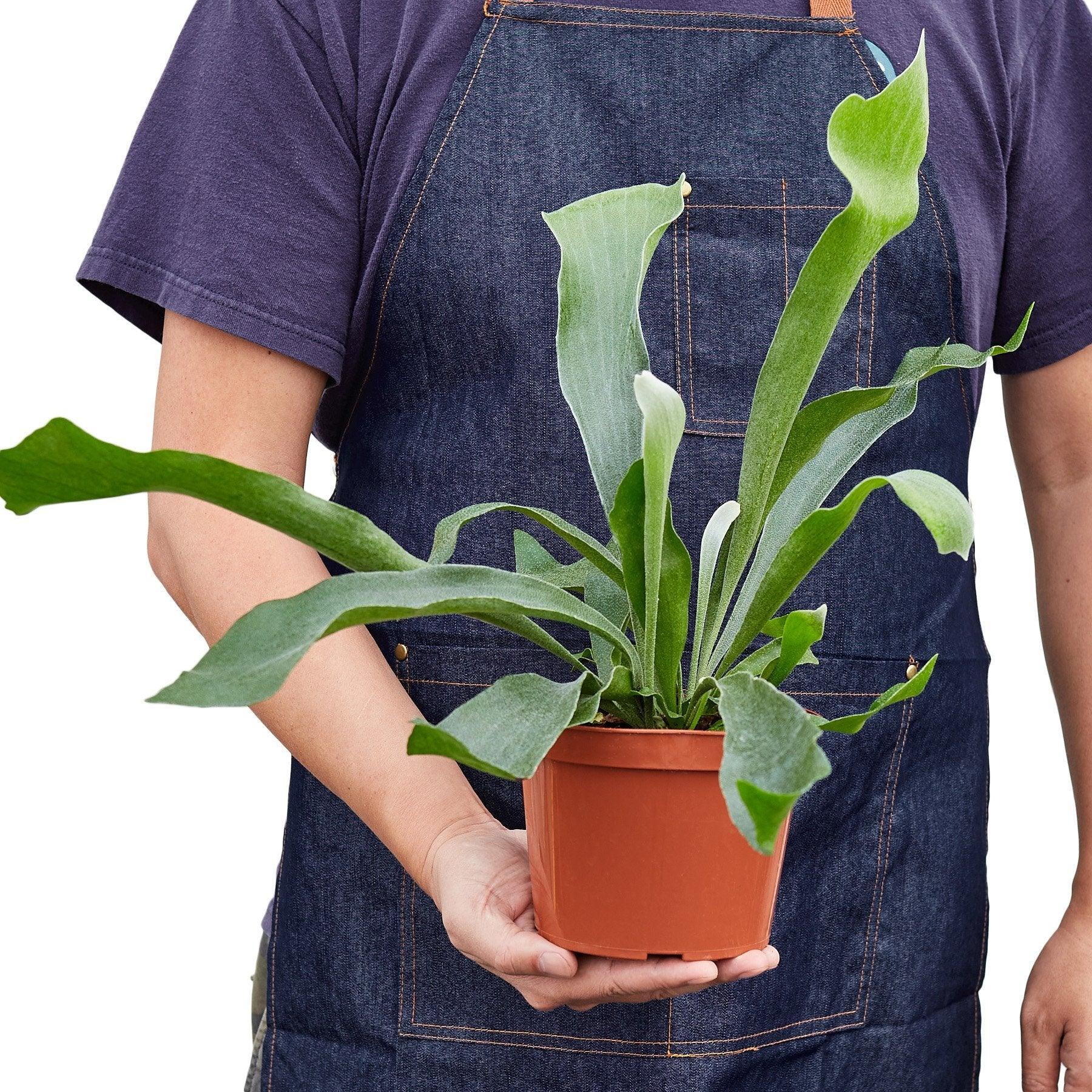 Staghorn Fern - The Higher Flower