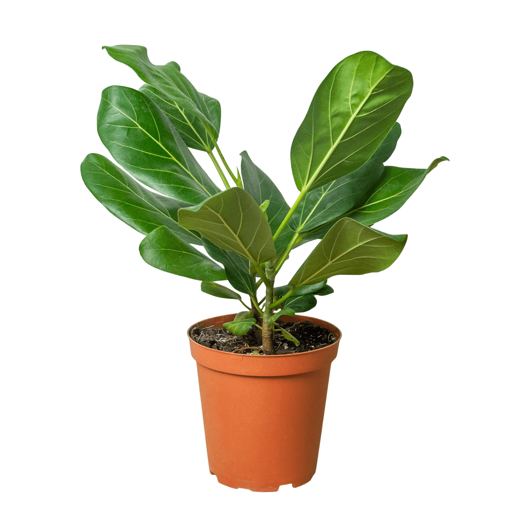 Ficus 'Audrey' - The Higher Flower