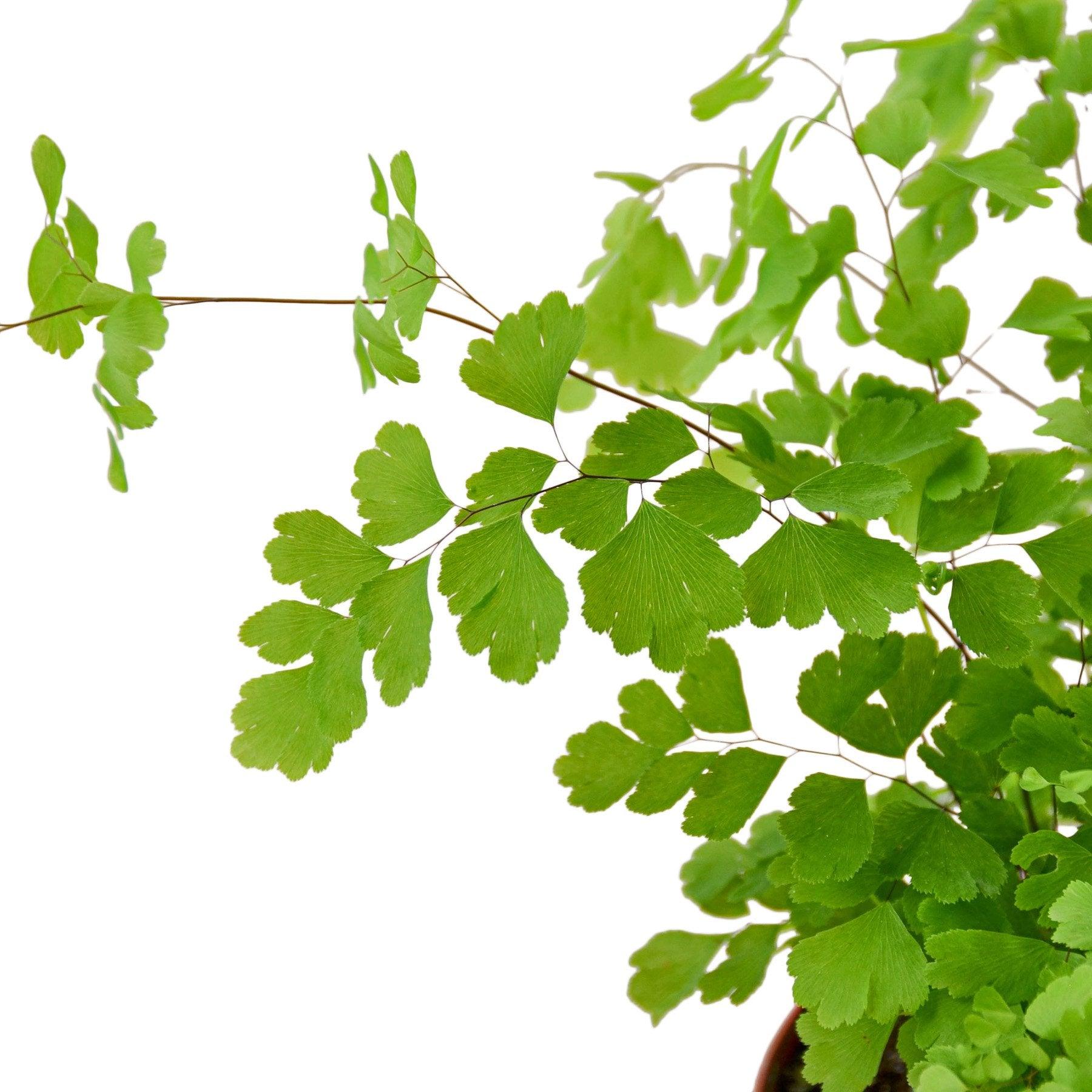 Maidenhair Fern - The Higher Flower