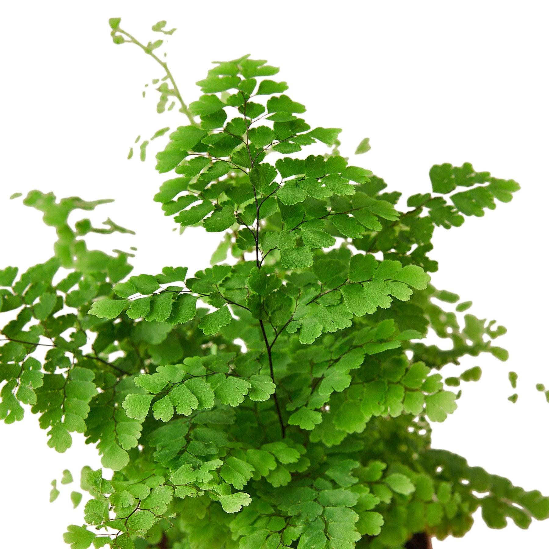 Maidenhair Fern - The Higher Flower