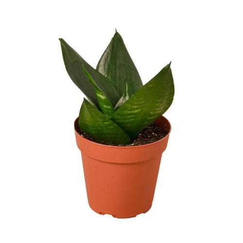 Snake Plant Jade - The Higher Flower