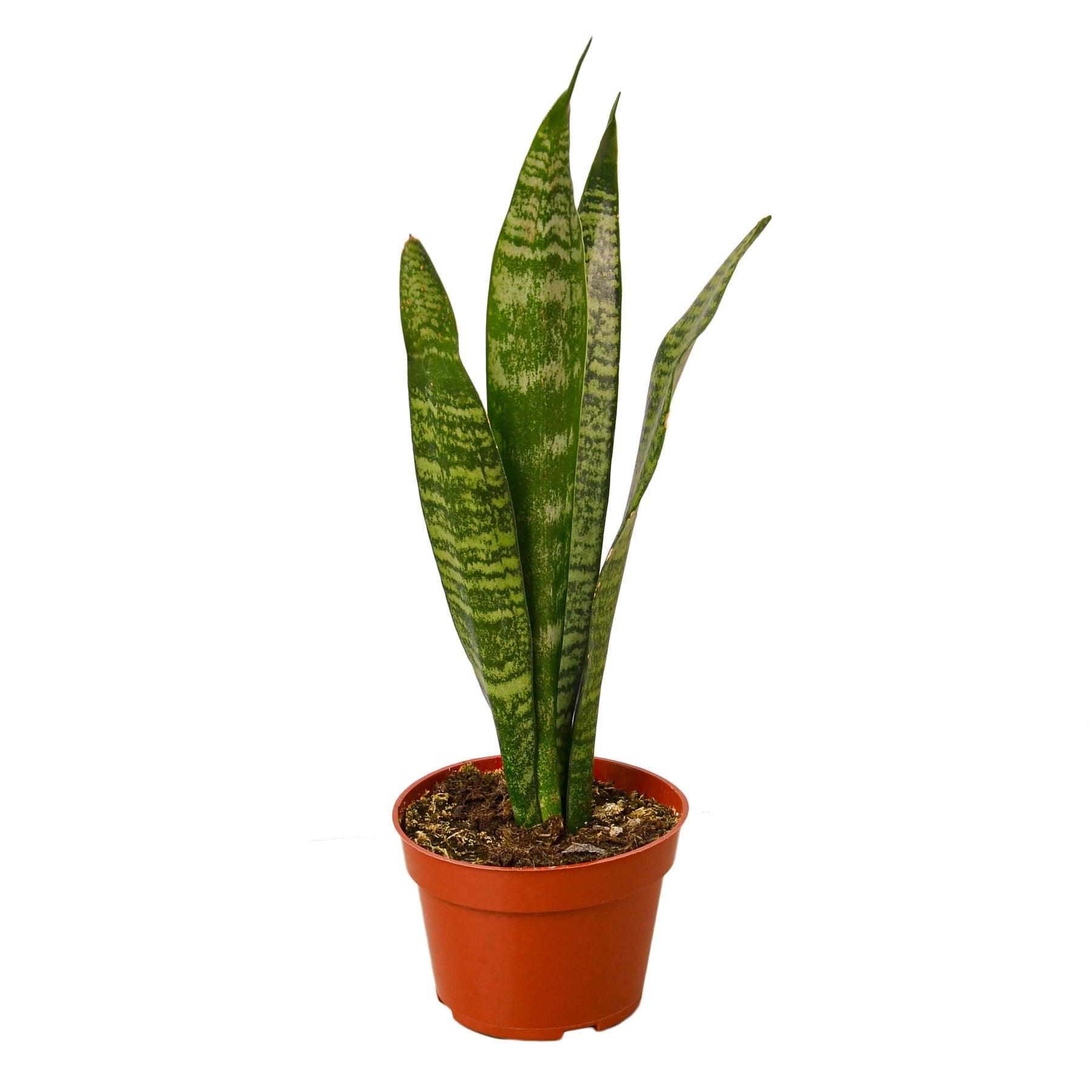 Snake Plant 'Zeylanica' - The Higher Flower