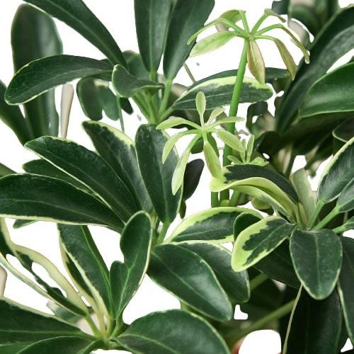 Schefflera Moonlight 'Umbrella Plant' - The Higher Flower