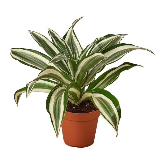 Dracaena 'Warneckii White Jewel' - The Higher Flower