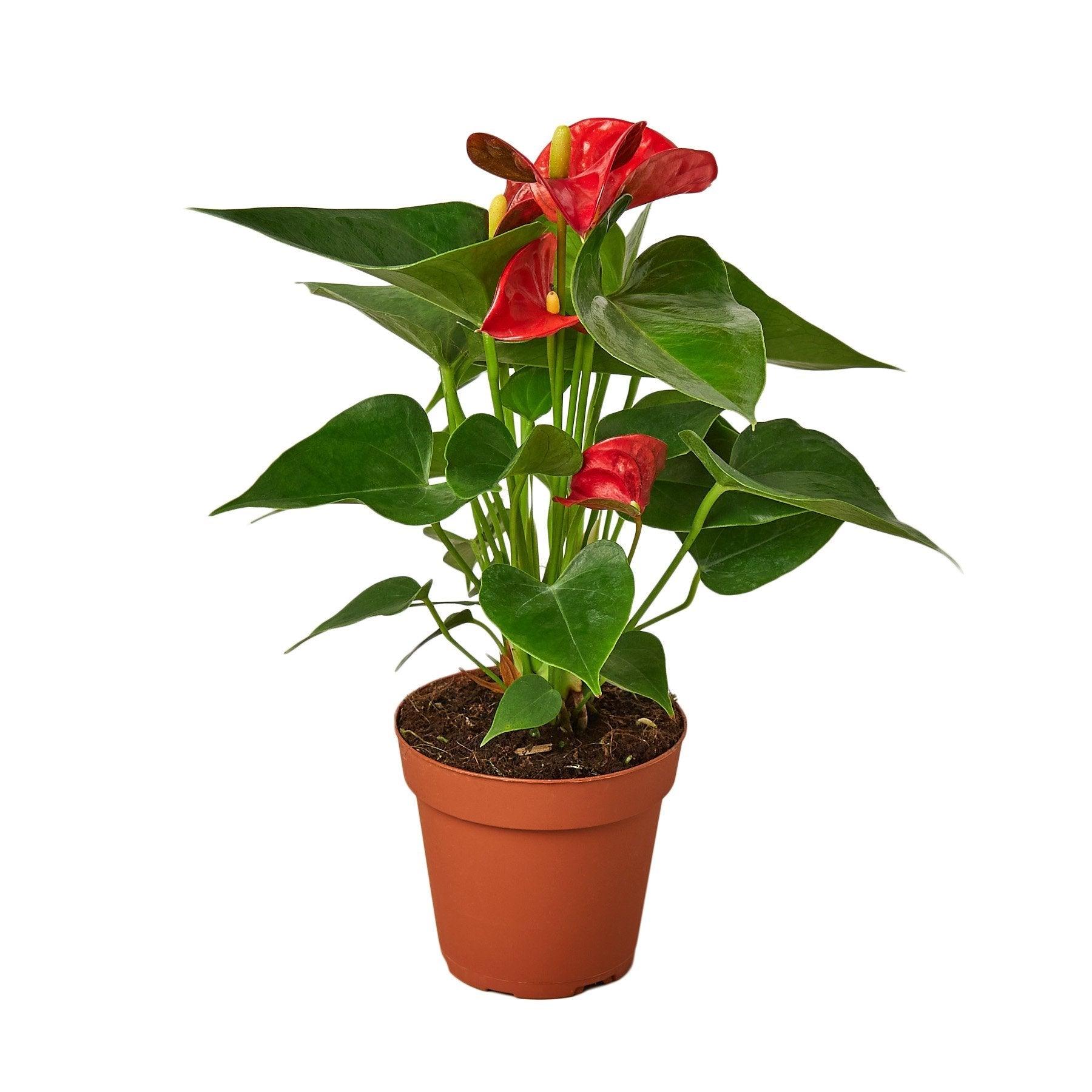 Anthurium 'Red' - The Higher Flower