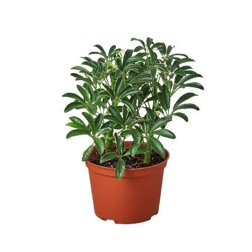 Schefflera Moonlight 'Umbrella Plant' - The Higher Flower