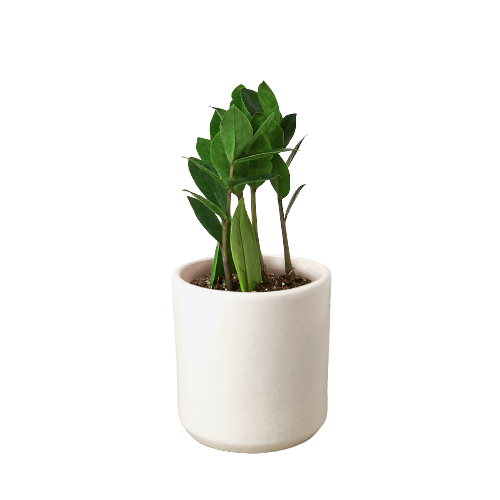 Zamioculcas Zamiifolia ZZ - The Higher Flower