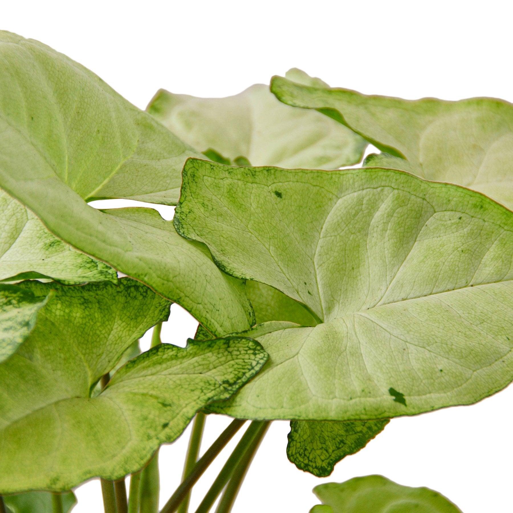 Syngonium White Butterfly - The Higher Flower