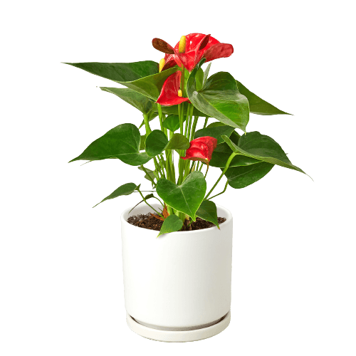 Anthurium 'Red' - The Higher Flower