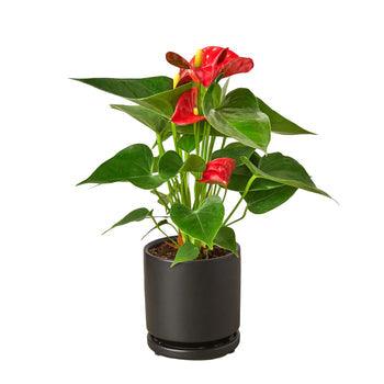 Anthurium 'Red' - The Higher Flower