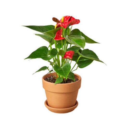 Anthurium 'Red' - The Higher Flower