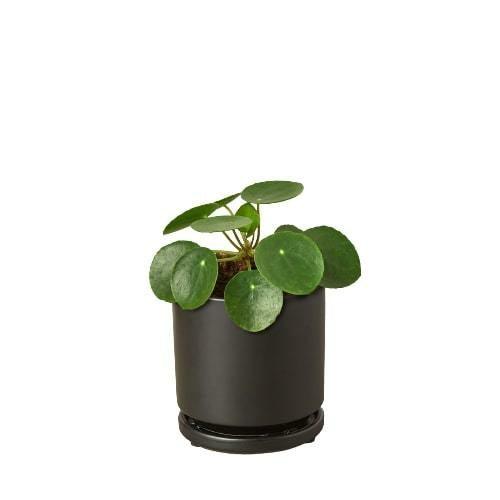 Pilea Peperomioides 'Chinese Money' - The Higher Flower