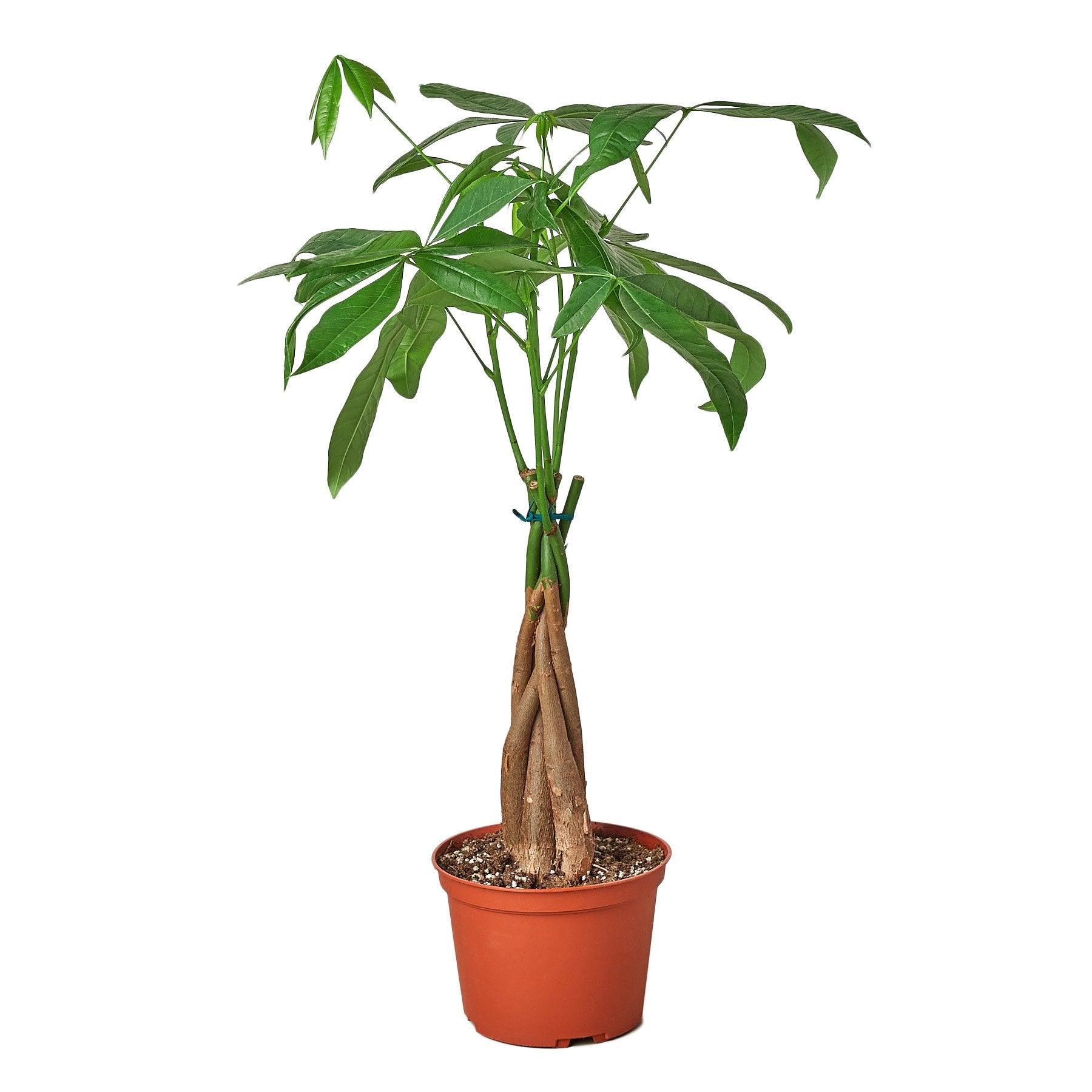 Money Tree 'Guiana Chestnut' Pachira Braid - The Higher Flower