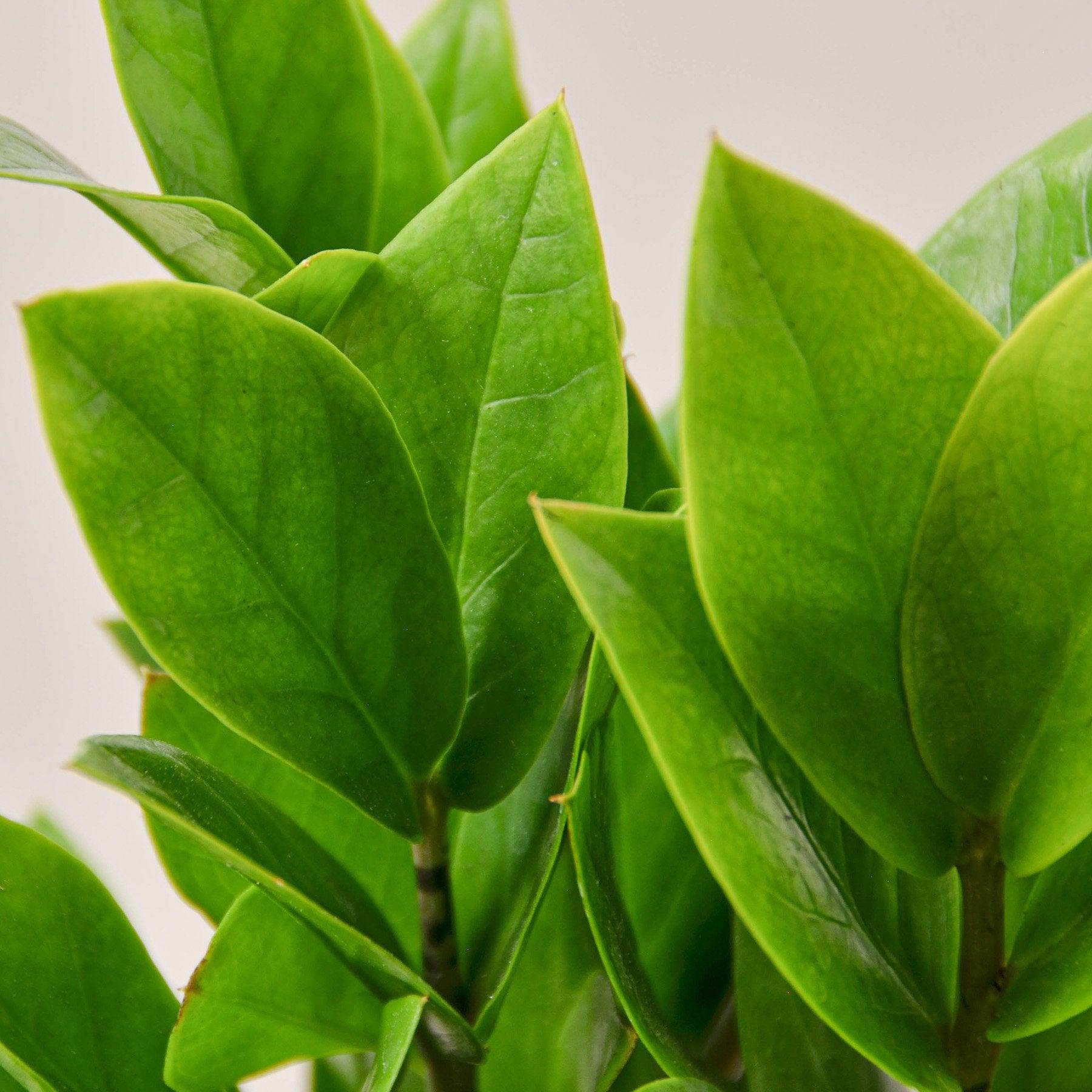 Zamioculcas Zamiifolia ZZ - The Higher Flower