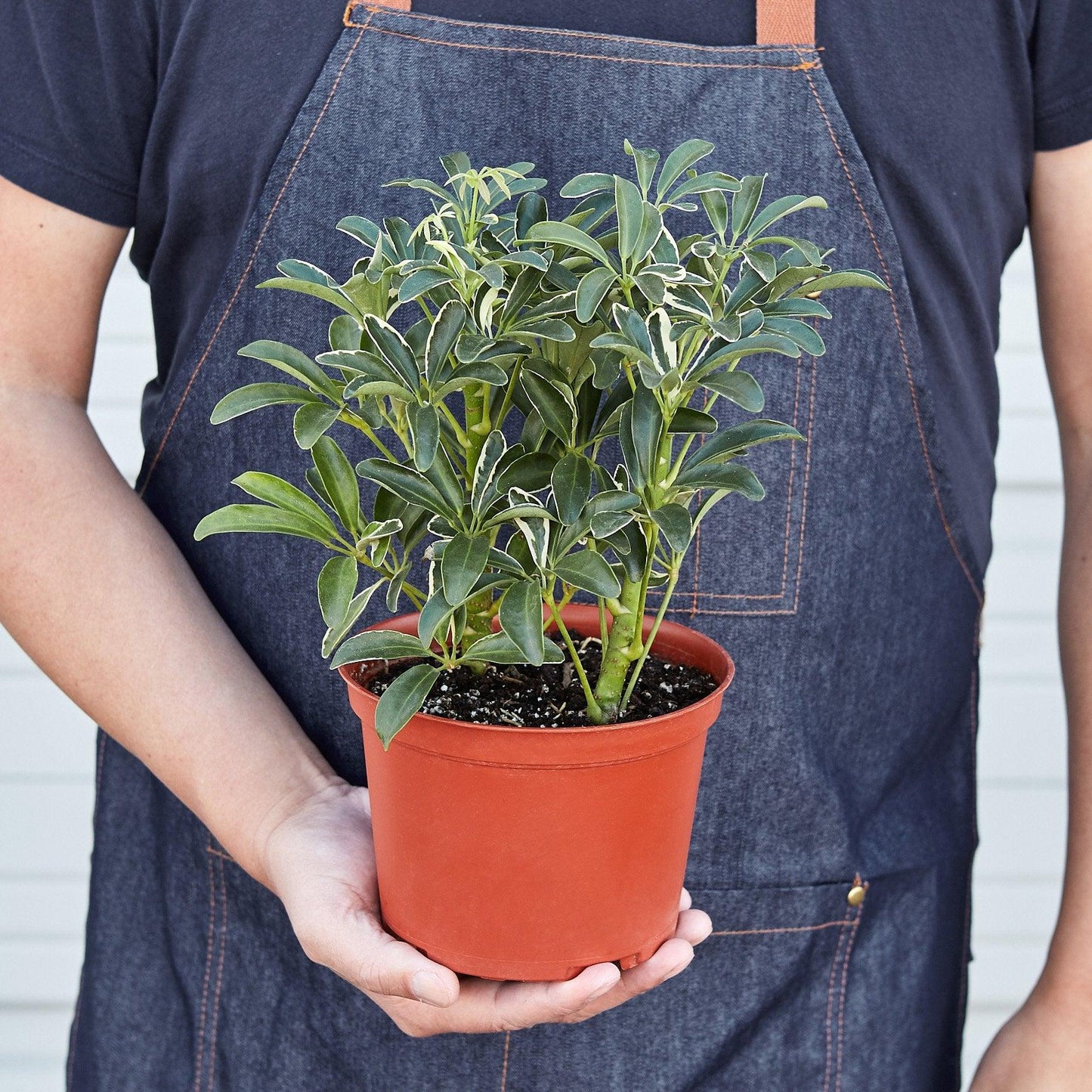 Schefflera Moonlight 'Umbrella Plant' - The Higher Flower