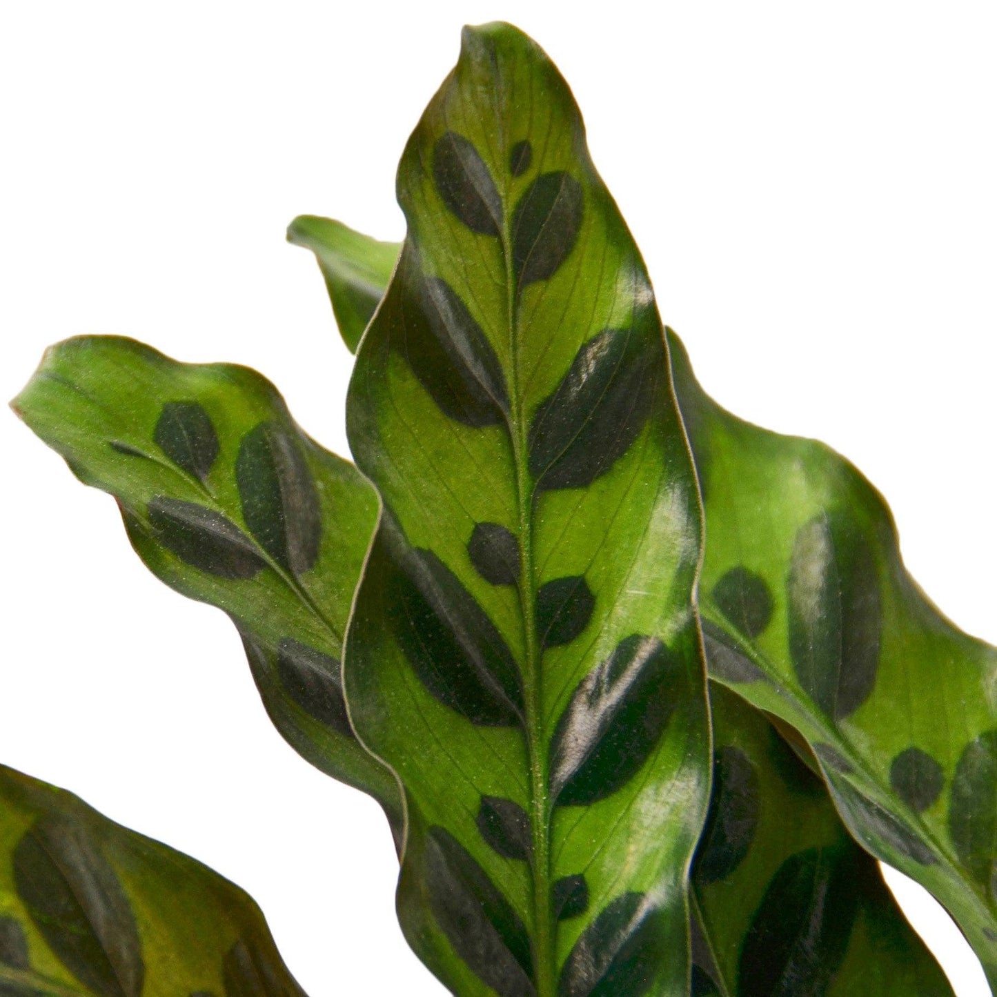 Calathea Lancifolia 'Rattlesnake' - The Higher Flower