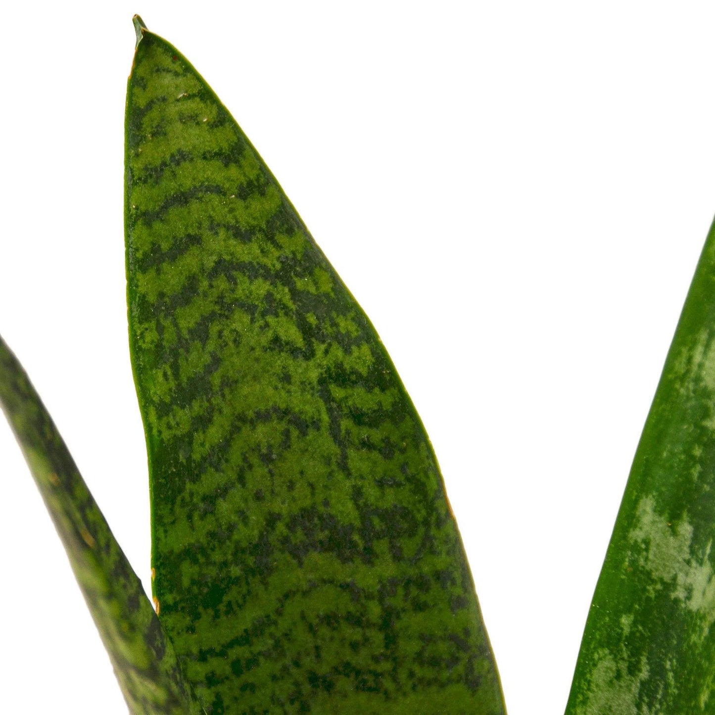 Snake Plant 'Zeylanica' - The Higher Flower